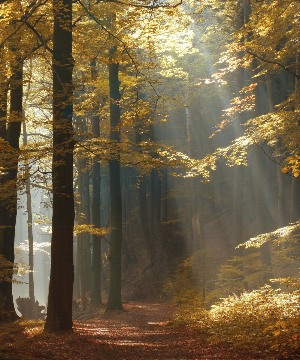 Autumn Walk Scented Candle