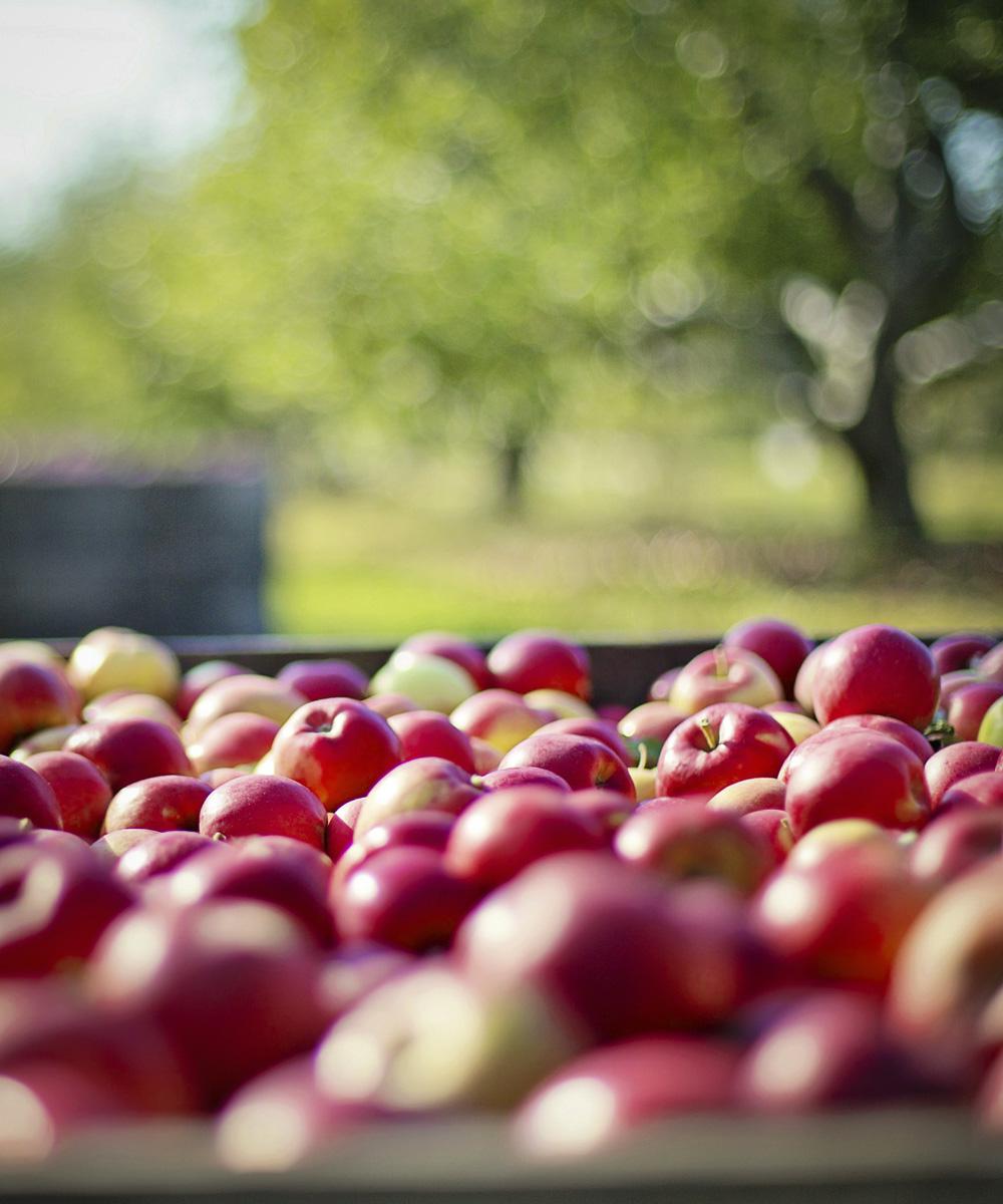 Botanical Orchard and Nectar Scented Candle