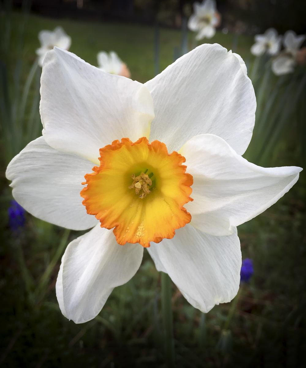 Daffodils Scented Candle
