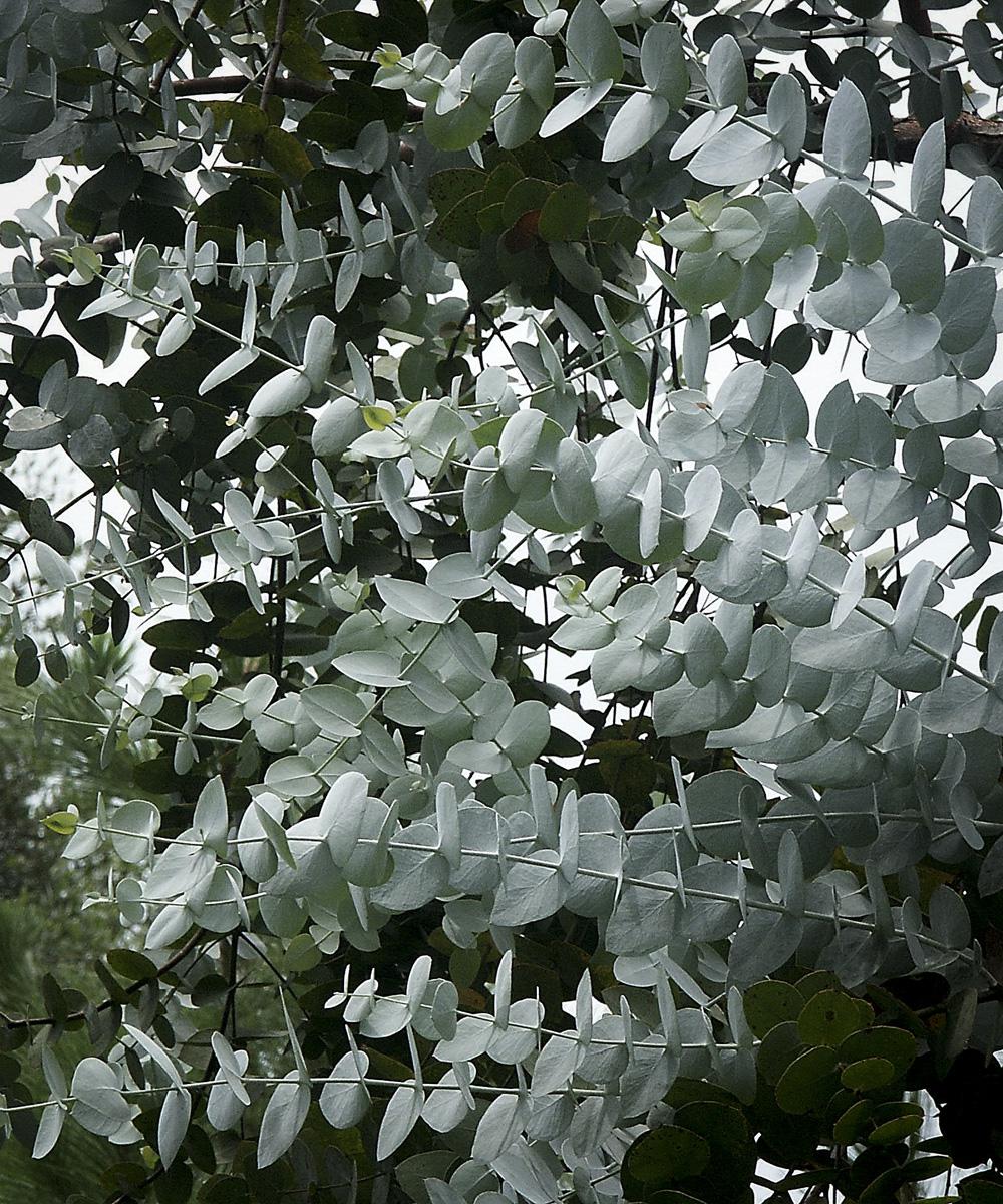 Eucalyptus Scented Candle