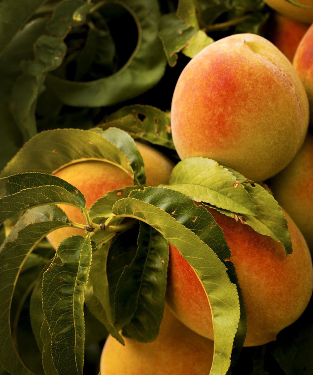 Georgia Peach Scented Candle