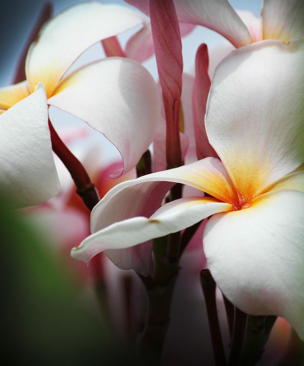 Island Nectar Scented Candle