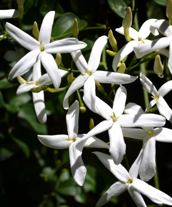 Jasmine Scented Candle