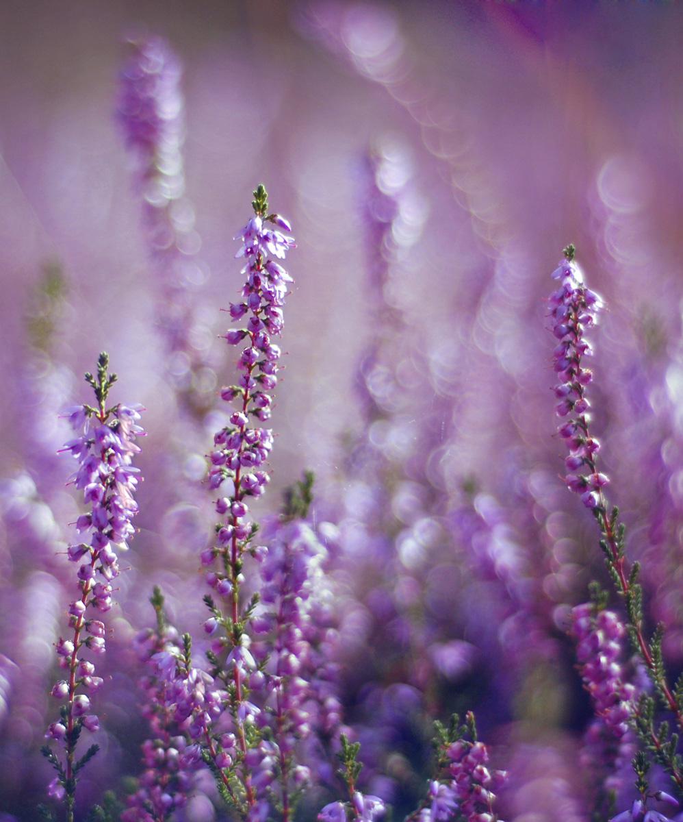 Lavender Scented Candle