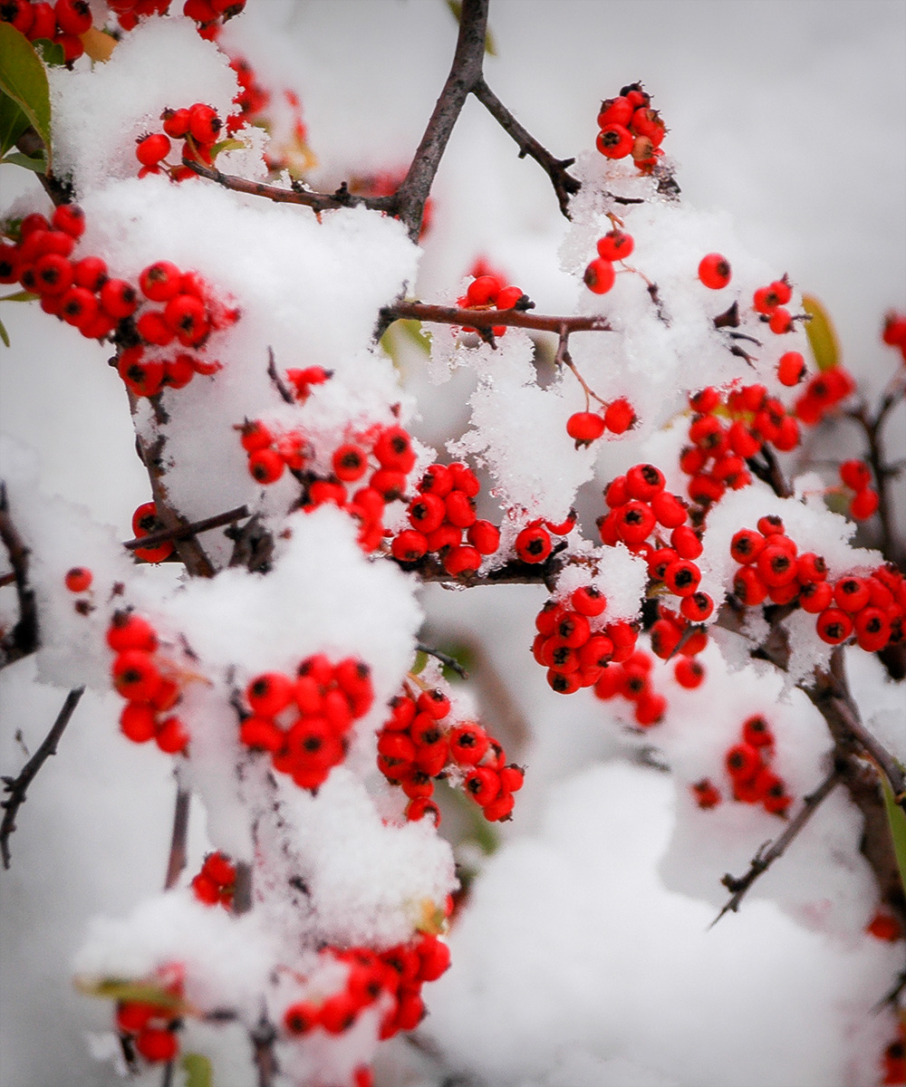 Mountain Berries Scented Candle