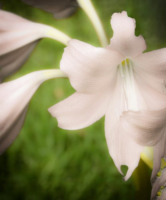 Tuberose Scented Candle